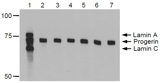 Western blot - Anti-Progerin antibody [13A4] (AB66587)
