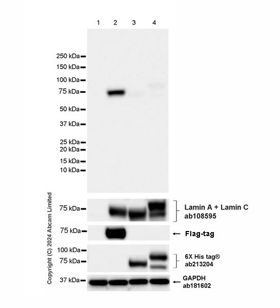 Western blot - Anti-Progerin antibody [EPR28694-72] (AB320642), expandable thumbnail
