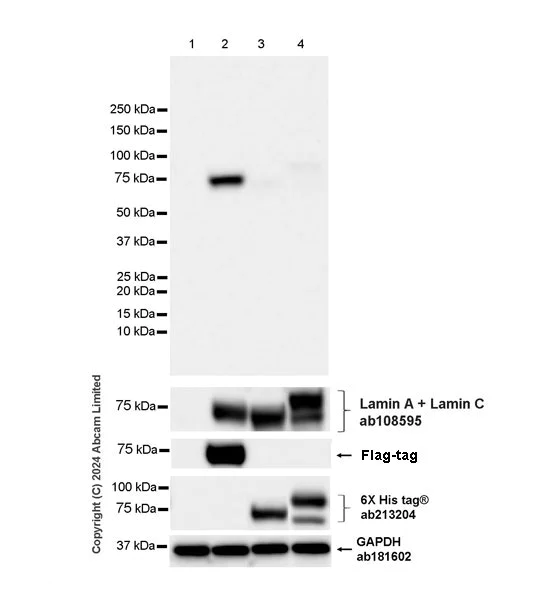 Western blot - Anti-Progerin antibody [EPR28694-72] (AB320642)