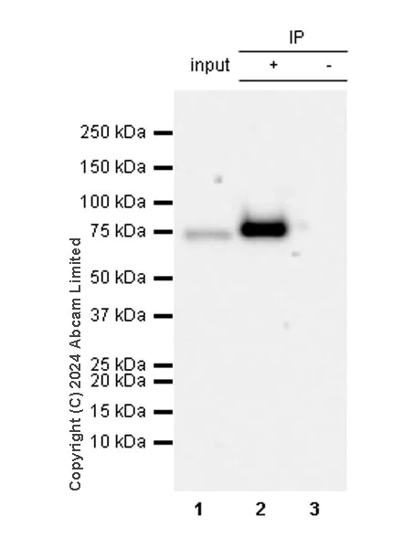 Immunoprecipitation - Anti-Progerin antibody [EPR28694-72] - BSA and Azide free (AB320643)