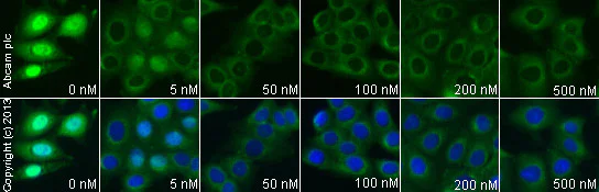 Immunocytochemistry/ Immunofluorescence - Progesterone, Endogenous progesterone receptor agonist (AB141252)