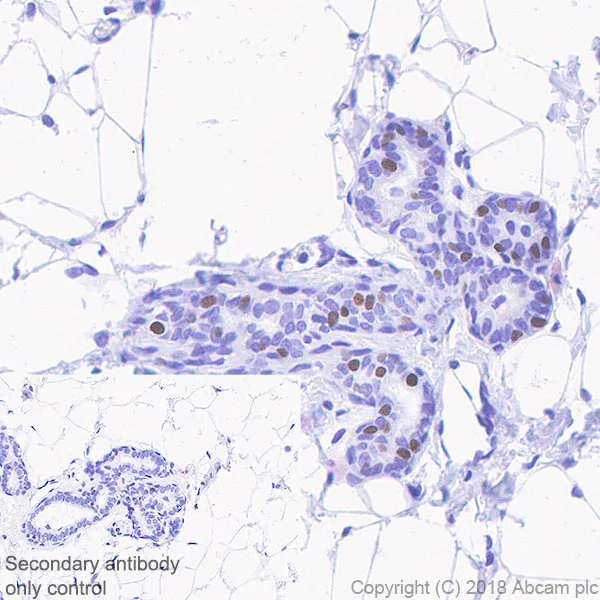 Immunohistochemistry (Formalin/PFA-fixed paraffin-embedded sections) - Anti-Progesterone Receptor antibody [SP42] - BSA and Azide free (AB236222)