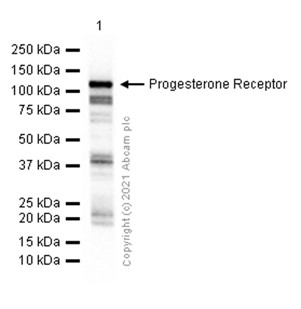 Western blot - Anti-Progesterone Receptor antibody [YR85] (ab32085), expandable thumbnail