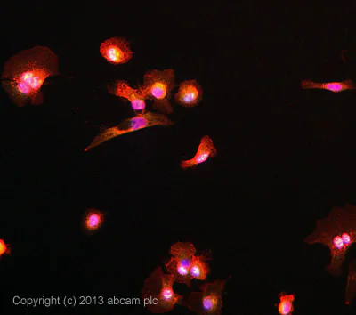 Immunocytochemistry/ Immunofluorescence - Anti-Progesterone Receptor antibody [YR85] - BSA and Azide free (AB206926)