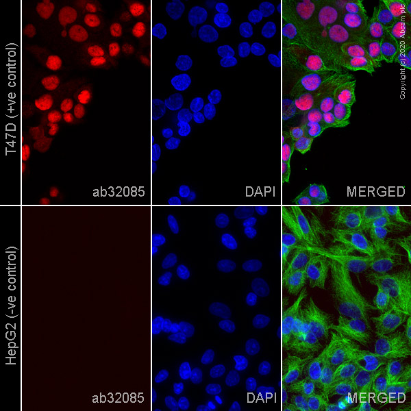 Immunocytochemistry/ Immunofluorescence - Anti-Progesterone Receptor antibody [YR85] - BSA and Azide free (AB206926)
