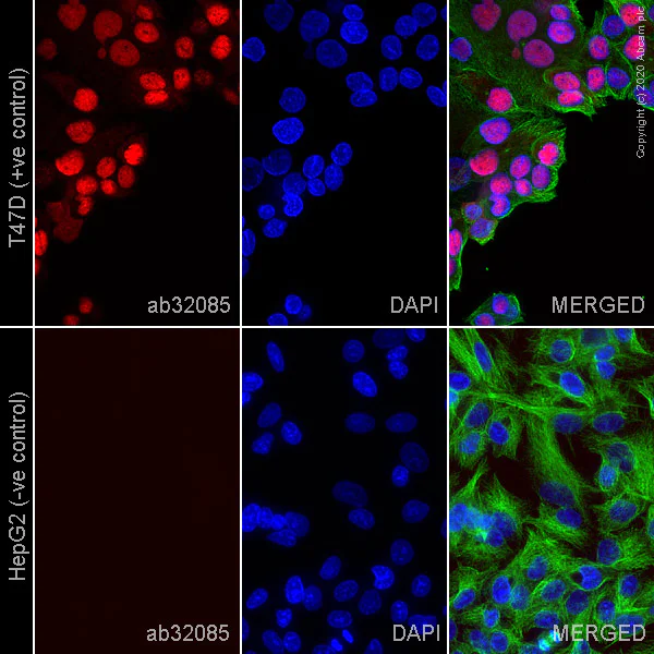 Immunocytochemistry/ Immunofluorescence - Anti-Progesterone Receptor antibody [YR85] - BSA and Azide free (AB206926)