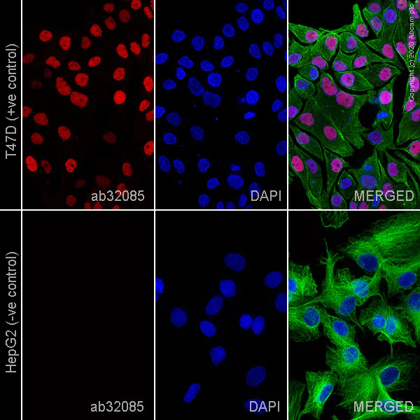 Immunocytochemistry/ Immunofluorescence - Anti-Progesterone Receptor antibody [YR85] - BSA and Azide free (AB206926)
