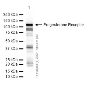 Western blot - Anti-Progesterone Receptor antibody [YR85] - BSA and Azide free (AB206926)