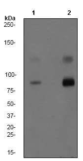 Western blot - Anti-Progesterone Receptor (phospho S190) antibody [EP1516Y] - BSA and Azide free (AB247409)