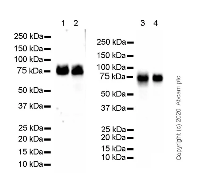 Western blot - Anti-Progranulin antibody [8H10] - BSA and Azide free (AB255790)