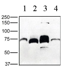 Western blot - Anti-Progranulin antibody (AB53880)