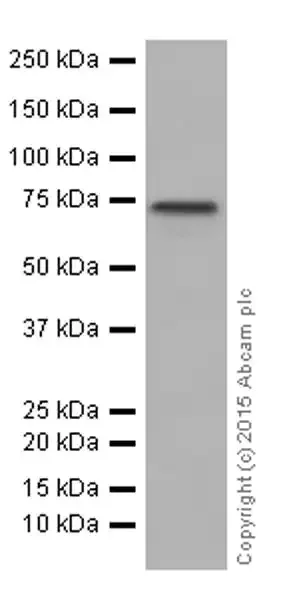 Western blot - Anti-Progranulin antibody [EPR15864] - BSA and Azide free (AB271984)