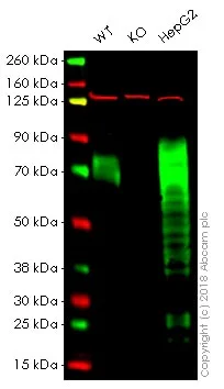 Western blot - Anti-Progranulin antibody [EPR15864] - BSA and Azide free (AB271984)