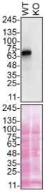 Western blot - Anti-Progranulin antibody [EPR15864] - BSA and Azide free (AB271984)
