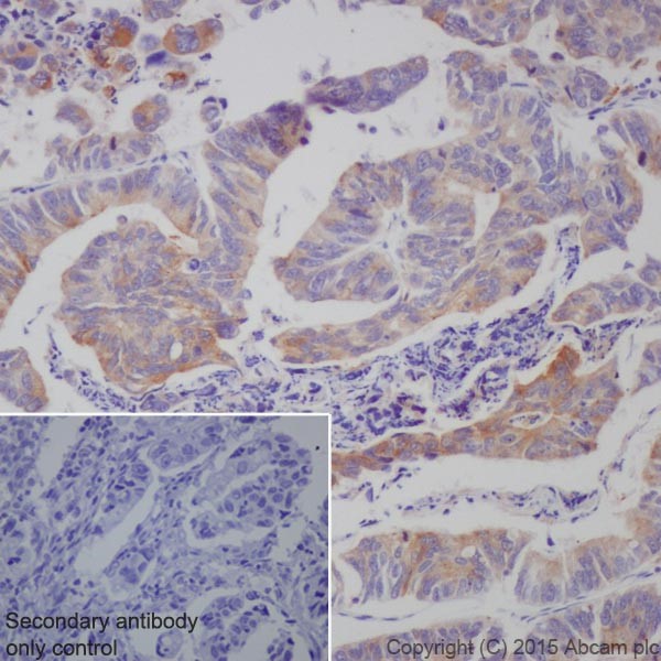 Immunohistochemistry (Formalin/PFA-fixed paraffin-embedded sections) - Anti-Progranulin antibody [EPR15864] - Low endotoxin, Azide free (AB225532)