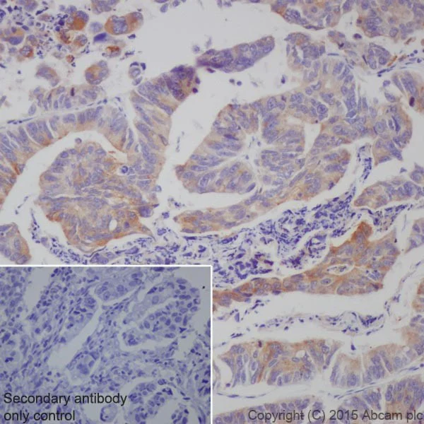 Immunohistochemistry (Formalin/PFA-fixed paraffin-embedded sections) - Anti-Progranulin antibody [EPR15864] - Low endotoxin, Azide free (AB225532)