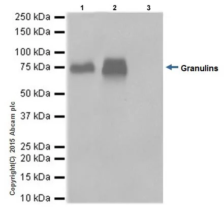 Immunoprecipitation - Anti-Progranulin antibody [EPR15864] - Low endotoxin, Azide free (AB225532)