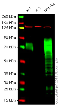 Western blot - Anti-Progranulin antibody [EPR15864] - Low endotoxin, Azide free (AB225532)