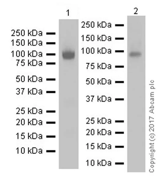 Western blot - Anti-Progranulin antibody [EPR18539-59] (AB187070)