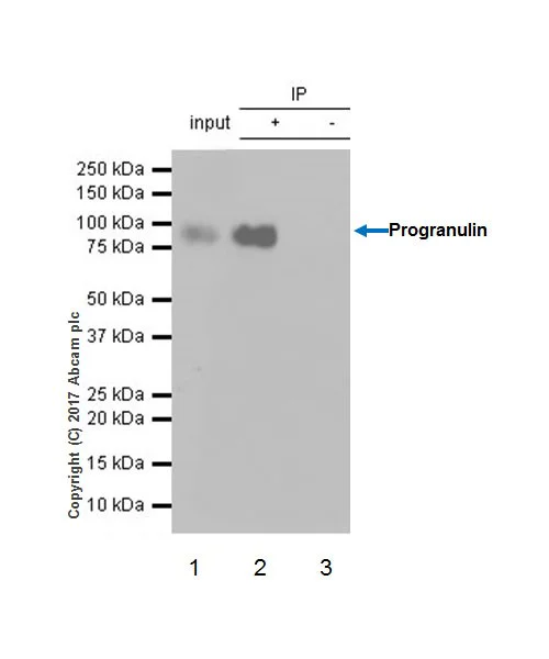 Immunoprecipitation - Anti-Progranulin antibody [EPR18539-59] - BSA and Azide free (AB227816)