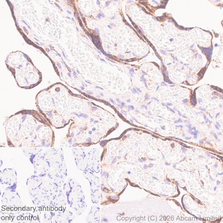 Immunohistochemistry (Formalin/PFA-fixed paraffin-embedded sections) - Anti-Progranulin antibody [MJF-D22103-42R] (AB327420)