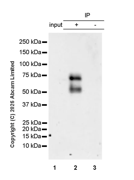 Immunoprecipitation - Anti-Progranulin antibody [MJF-D22103-42R] (AB327420)