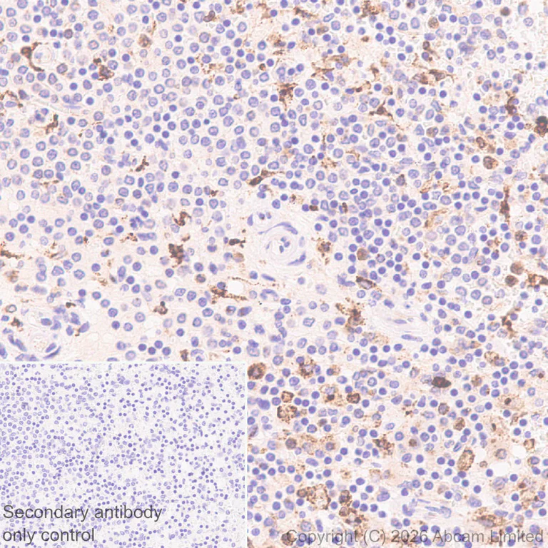 Immunohistochemistry (Formalin/PFA-fixed paraffin-embedded sections) - Anti-Progranulin antibody [MJF-D22103-42R] - BSA and Azide free (AB327428)