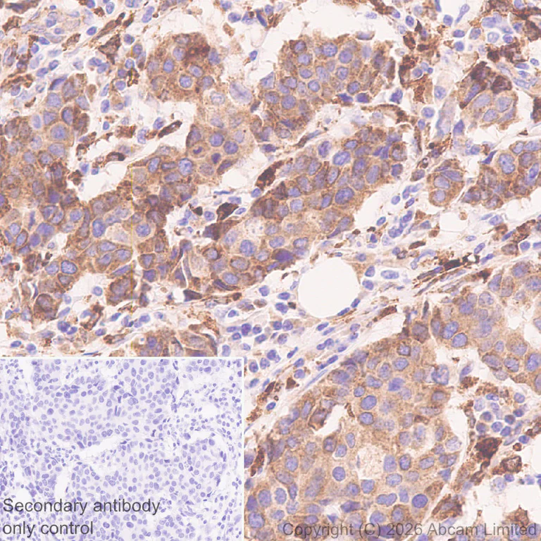 Immunohistochemistry (Formalin/PFA-fixed paraffin-embedded sections) - Anti-Progranulin antibody [MJF-D22103-42R] - BSA and Azide free (AB327428)