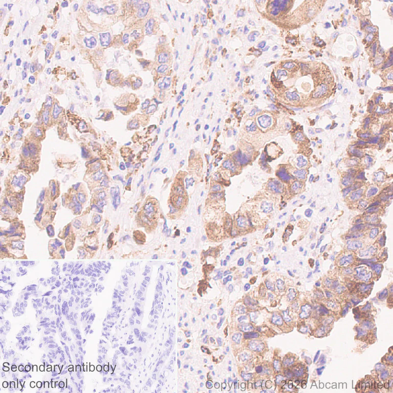 Immunohistochemistry (Formalin/PFA-fixed paraffin-embedded sections) - Anti-Progranulin antibody [MJF-D22103-42R] - BSA and Azide free (AB327428)