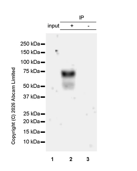 Immunoprecipitation - Anti-Progranulin antibody [MJF-D22103-42R] - BSA and Azide free (AB327428)