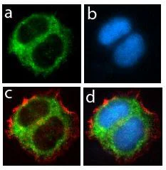 Immunocytochemistry/ Immunofluorescence - Anti-Progranulin antibody [RP23040042] (AB308026)