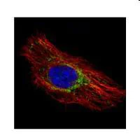 Immunocytochemistry/ Immunofluorescence - Anti-Prohibitin antibody (AB154589)