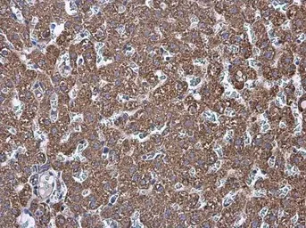 Immunohistochemistry (Formalin/PFA-fixed paraffin-embedded sections) - Anti-Prohibitin antibody (AB154589)