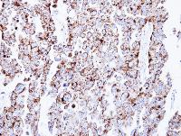 Immunohistochemistry (Formalin/PFA-fixed paraffin-embedded sections) - Anti-Prohibitin antibody (AB154589)