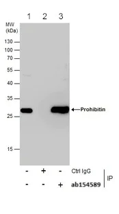 Immunoprecipitation - Anti-Prohibitin antibody (AB154589)