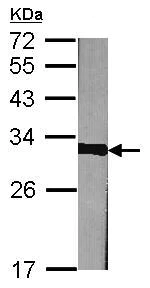 Western blot - Anti-Prohibitin antibody (AB154589)