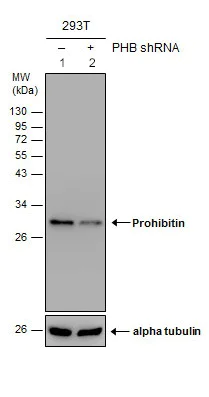 Western blot - Anti-Prohibitin antibody (AB154589)