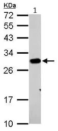 Western blot - Anti-Prohibitin antibody (AB154589)