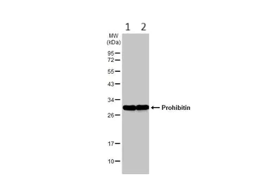 Western blot - Anti-Prohibitin antibody (AB154589)