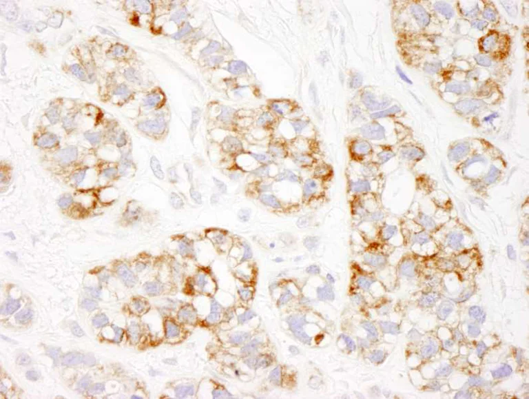 Immunohistochemistry (Formalin/PFA-fixed paraffin-embedded sections) - Anti-Prohibitin antibody (AB264264)