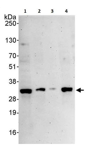 Western blot - Anti-Prohibitin antibody (AB264264)