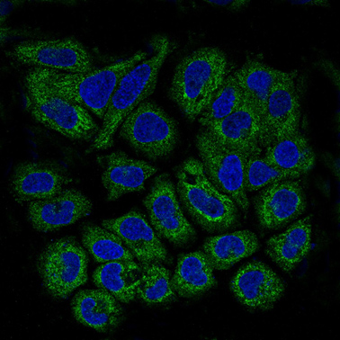 Immunocytochemistry/ Immunofluorescence - Anti-Prohibitin antibody [EP2803Y] (ab75766), expandable thumbnail