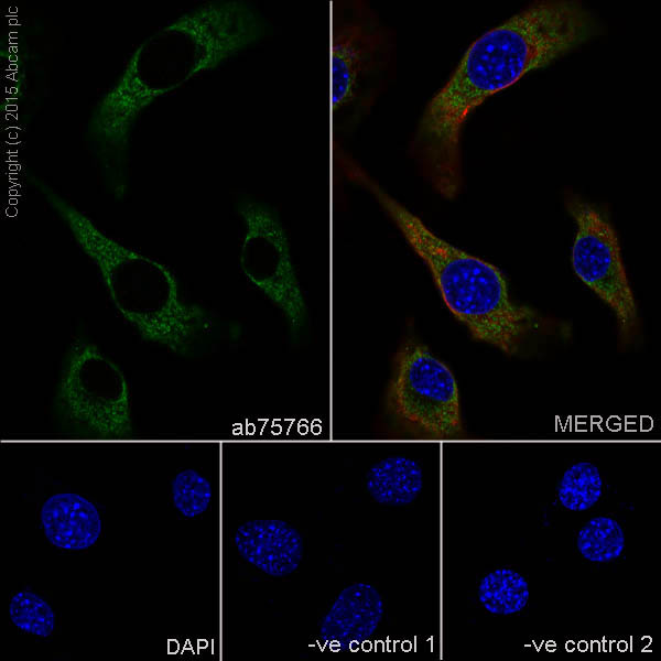 Immunocytochemistry/ Immunofluorescence - Anti-Prohibitin antibody [EP2803Y] (AB75766), expandable thumbnail