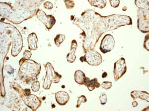 Immunohistochemistry (Formalin/PFA-fixed paraffin-embedded sections) - Anti-Prohibitin antibody [EP2803Y] (ab75766), expandable thumbnail