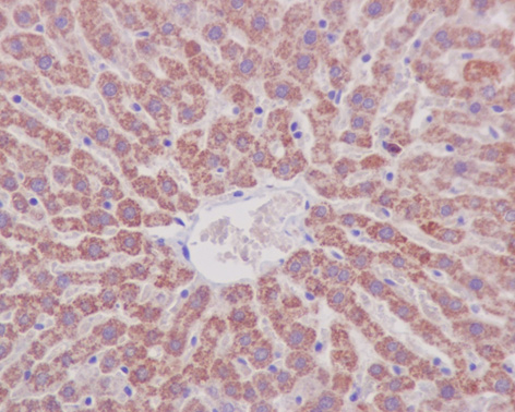 Immunohistochemistry (Formalin/PFA-fixed paraffin-embedded sections) - Anti-Prohibitin antibody [EP2803Y] (ab75766), expandable thumbnail