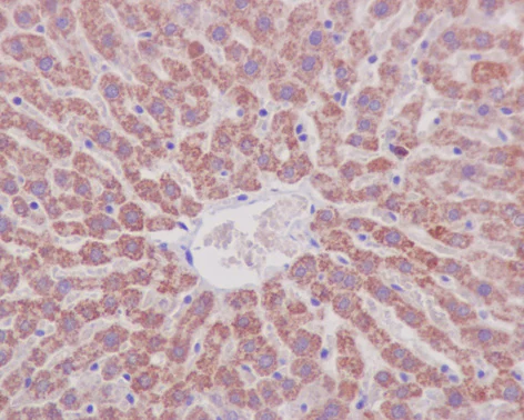 Immunohistochemistry (Formalin/PFA-fixed paraffin-embedded sections) - Anti-Prohibitin antibody [EP2803Y] (AB75766)