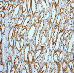 Immunohistochemistry (Formalin/PFA-fixed paraffin-embedded sections) - Anti-Prohibitin antibody [EP2803Y] (ab75766), expandable thumbnail