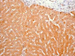 Immunohistochemistry (Formalin/PFA-fixed paraffin-embedded sections) - Anti-Prohibitin antibody [EP2803Y] (ab75766), expandable thumbnail