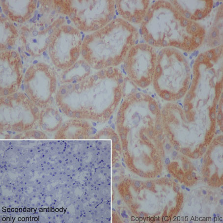 Immunohistochemistry (Formalin/PFA-fixed paraffin-embedded sections) - Anti-Prohibitin antibody [EP2803Y] (AB75766), expandable thumbnail
