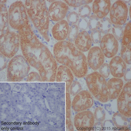 Immunohistochemistry (Formalin/PFA-fixed paraffin-embedded sections) - Anti-Prohibitin antibody [EP2803Y] (ab75766), expandable thumbnail